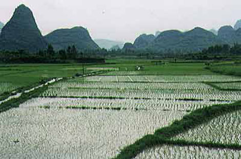 guilin_ricefield